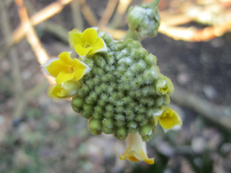 EDGEWORTHIA  CHRYSANTHA  GRANDIFLORA 17-02-2013 14-53-00.jpg