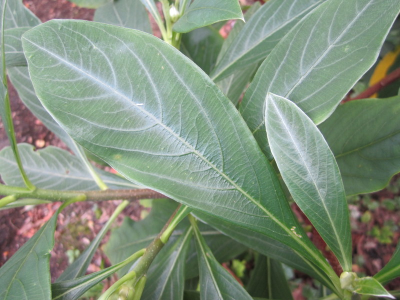EDGEWORTHIA  CHRYSANTHA  GRANDIFLORA 21-09-2010 16-18-13.jpg