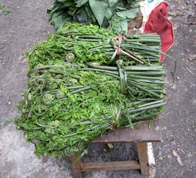 EDIBLE  FERN  SHOOTS 11-04-2011 12-43-56.JPG