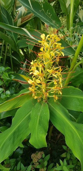 edychium gardnerianum.jpg