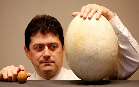 egg_1372350c.jpg