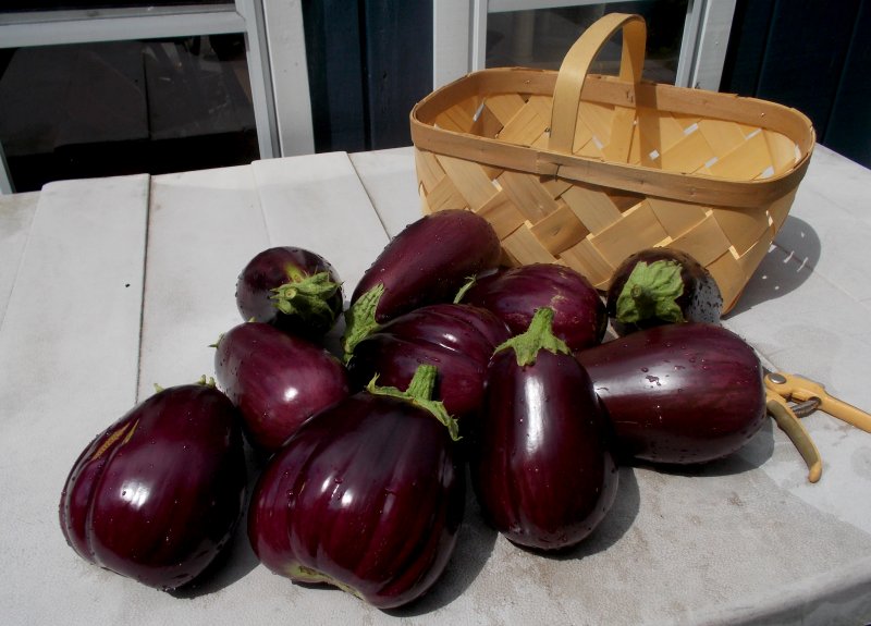 eggplant bounty.jpg