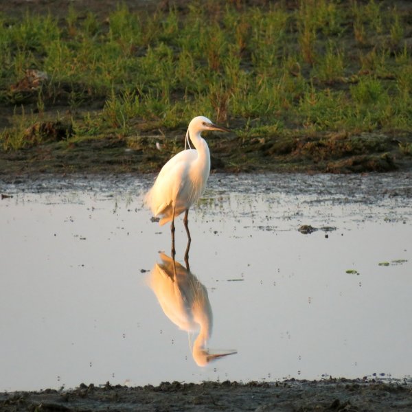 egret 2.JPG