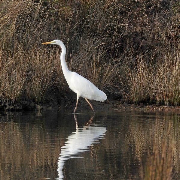 egret 2.JPG