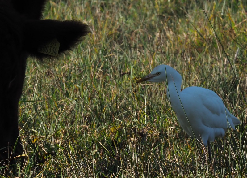 egret bullock ear.jpg
