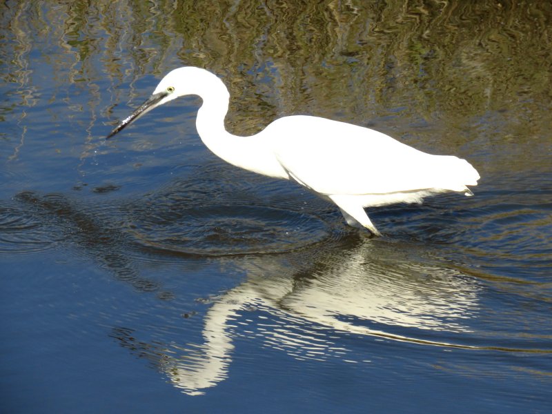 egret.JPG