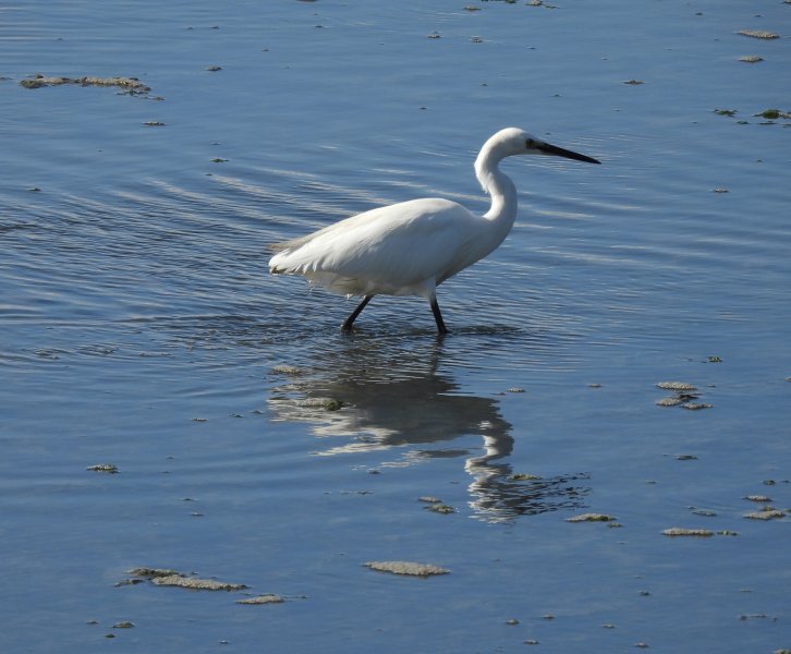 egret.JPG