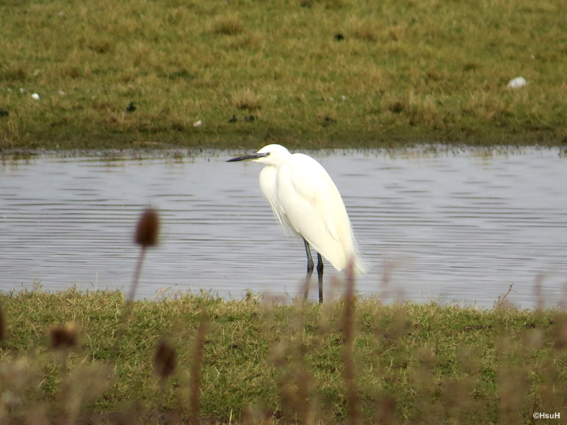Egret.jpg