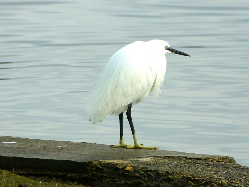 egret.jpg