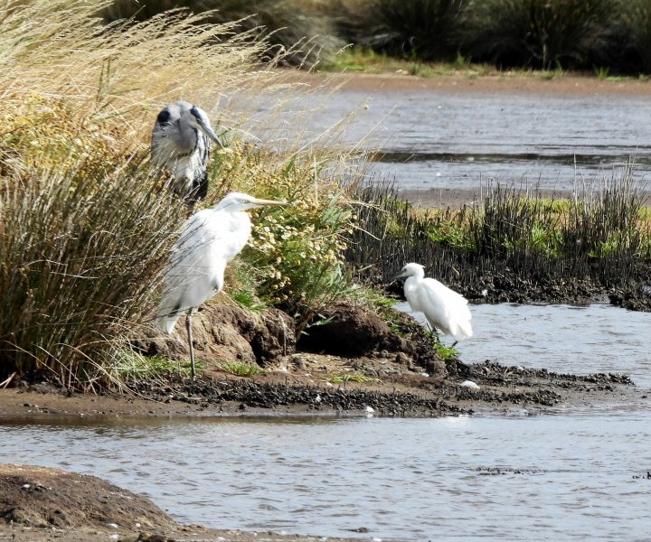 Egrets2.JPG