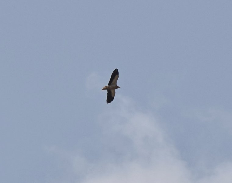 Egyptian Vulture 10.jpg