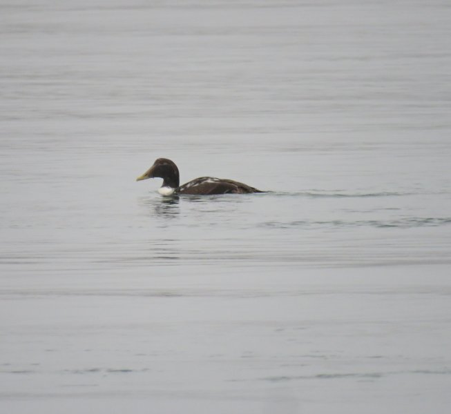 Eider (4).JPG