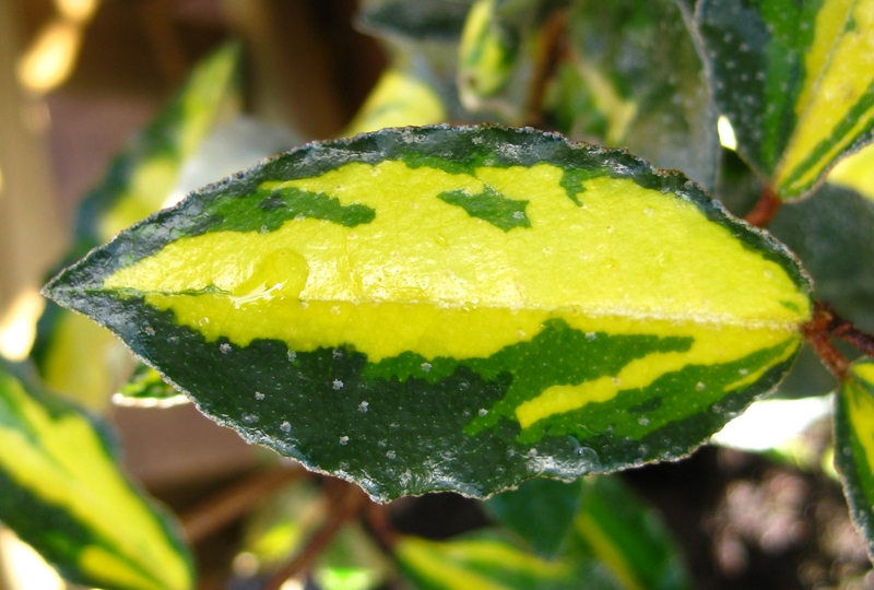 ELAEAGNUS  PUNGENS  MACULATA 03-11-2009 14-18-52.jpg