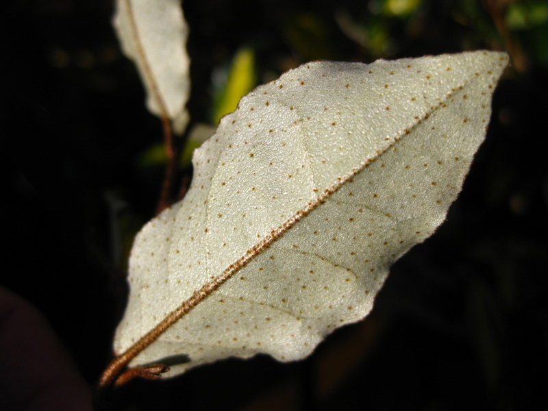 ELAEAGNUS  PUNGENS  MACULATA 03-11-2009 14-19-08.jpg