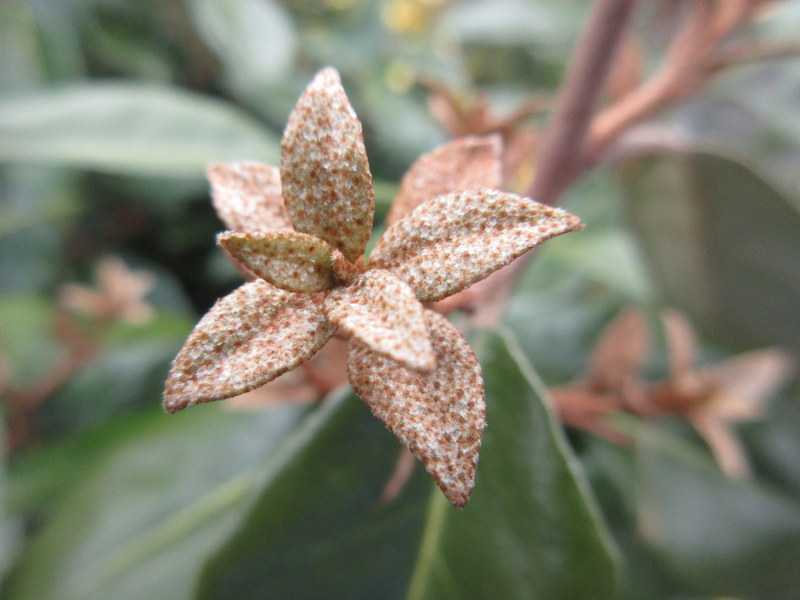 ELAEAGNUS  X  EBBINGEI 18-04-2018 10-17-45.JPG
