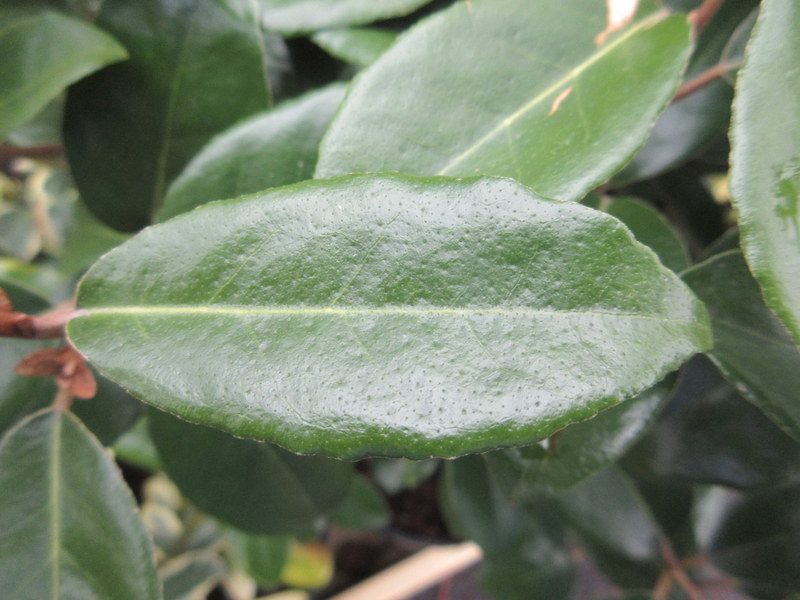 ELAEAGNUS  X  EBBINGEI 18-04-2018 10-17-56.JPG