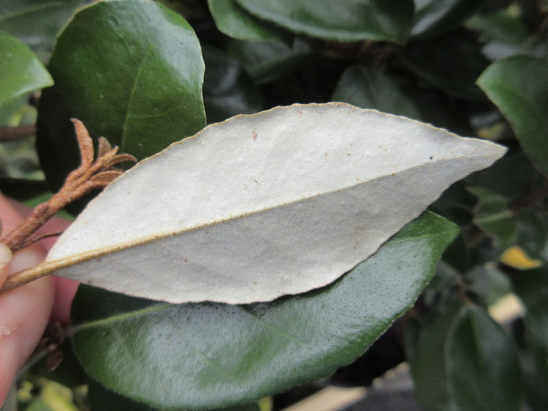 ELAEAGNUS  X  EBBINGEI 18-04-2018 10-18-05.JPG