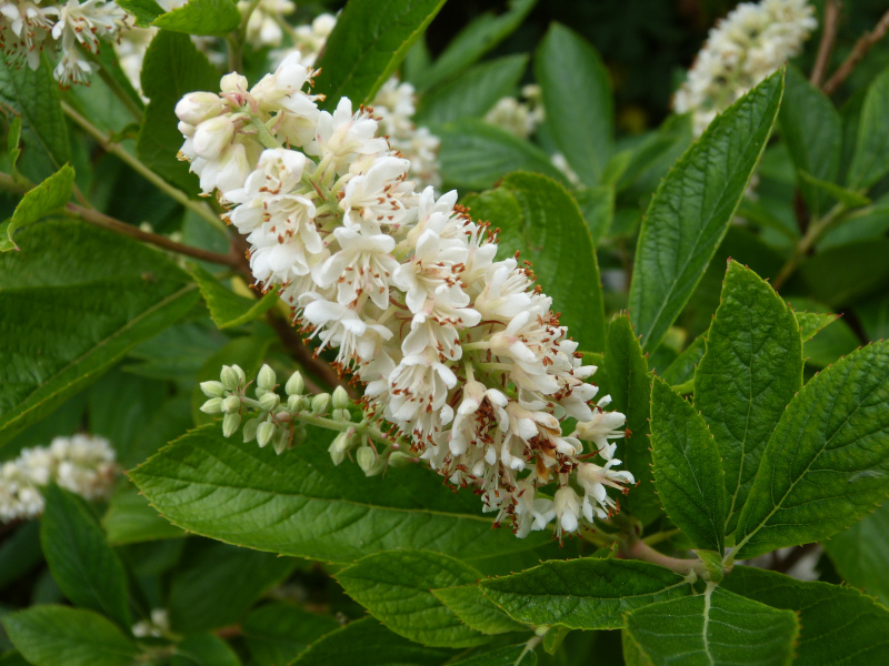 Elliotia bractea0.JPG