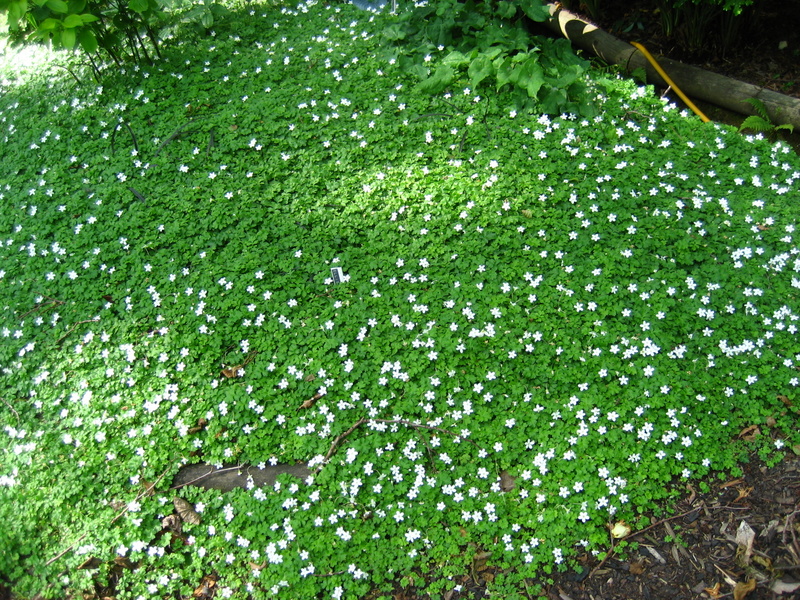 ELLISIOPHYLLUM  PINNATUM 07-06-2008 17-11-13.JPG