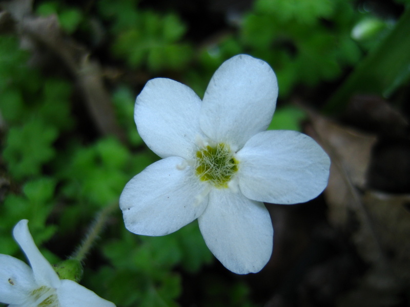 ELLISIOPHYLLUM  PINNATUM 14-05-2008 11-47-15.JPG