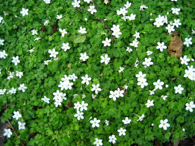 ELLISIOPHYLLUM  PINNATUM 19-05-2007 17-57-26.JPG