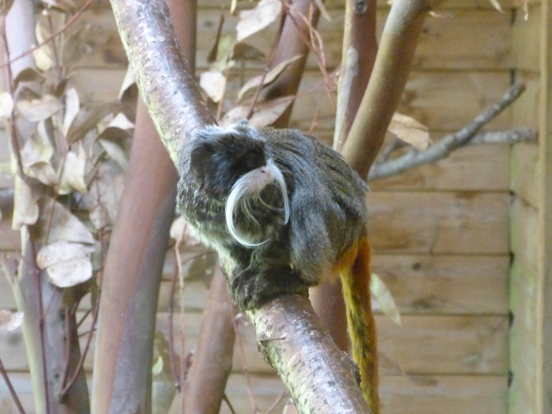 Emperor Tamarind.JPG