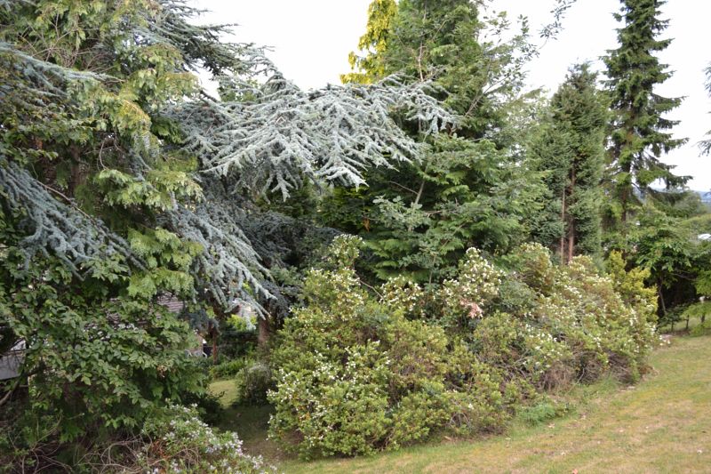 English ivy clearing oct 2017 (4).JPG