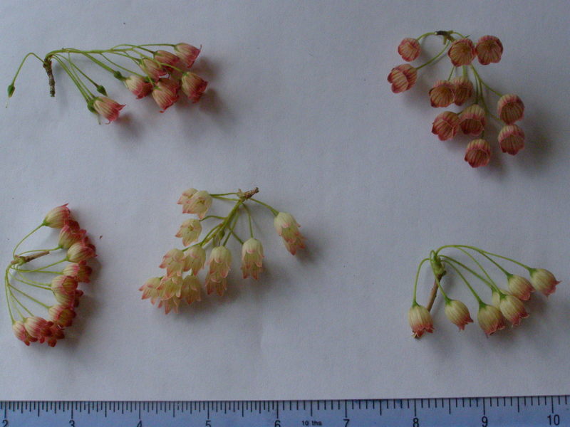 ENKIANTHUS  CAMPANULATUS 07-05-2007 15-35-38.JPG