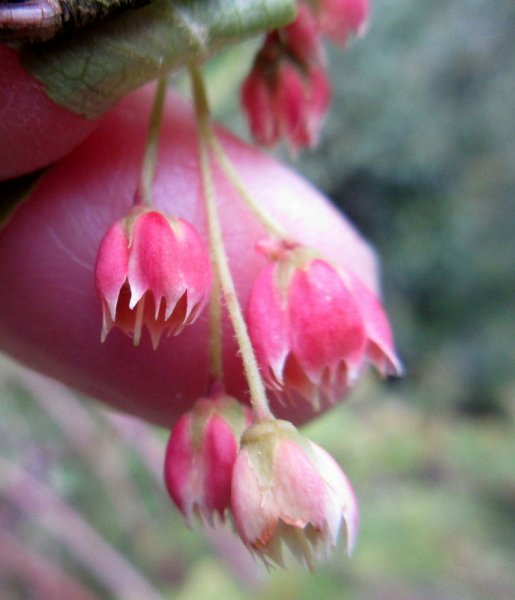 ENKIANTHUS  CERNUUS  RUBENS 10-05-2017 16-24-54.JPG