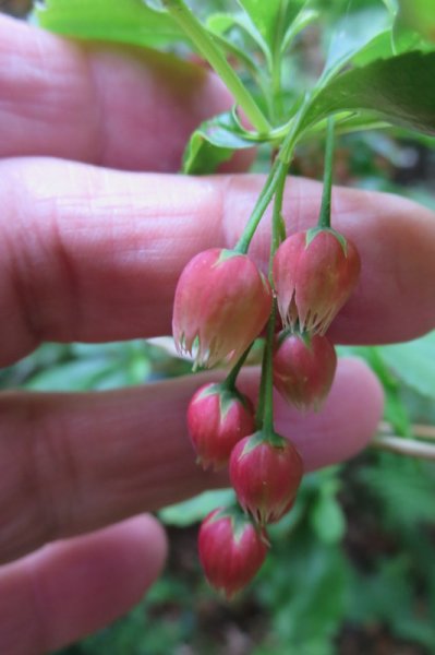 ENKIANTHUS  CERNUUS  RUBENS 20-05-2014 15-31-26.JPG