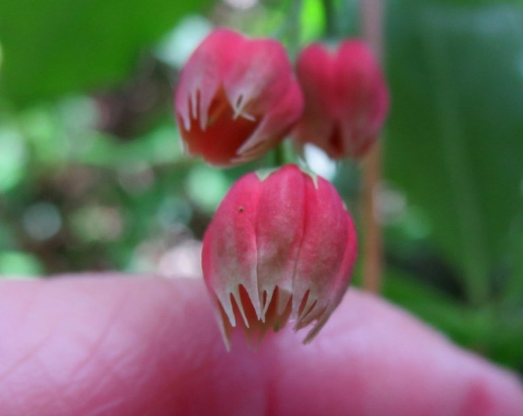 ENKIANTHUS  CERNUUS  RUBENS 25-05-2016 16-07-55.JPG