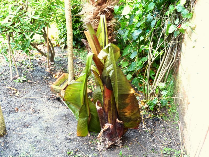 ENSETE.JPG