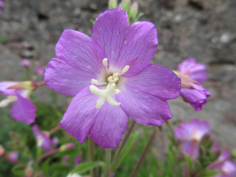 EPILOBIUM  HIRSUTUM  GREAT  WILLOWHERB 04-07-2020 14-51-49.JPG