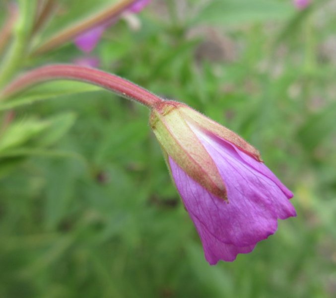 EPILOBIUM  HIRSUTUM  GREAT  WILLOWHERB 04-07-2020 14-52-46.JPG