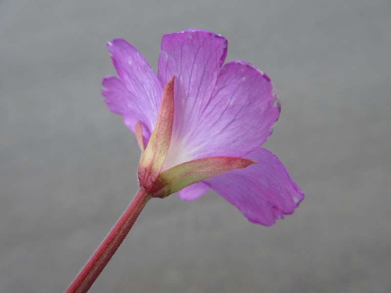 EPILOBIUM  HIRSUTUM  GREAT  WILLOWHERB 04-07-2020 14-57-05.JPG