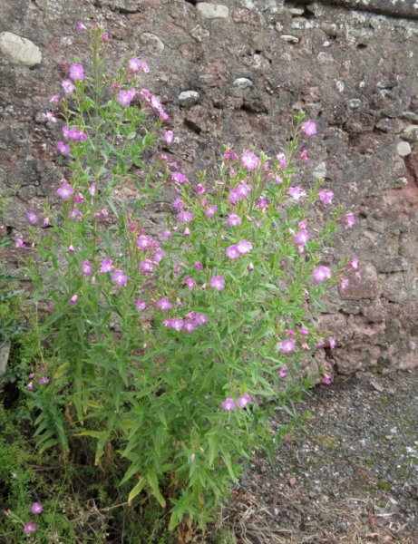 EPILOBIUM  HIRSUTUM  GREAT  WILLOWHERB 04-07-2020 14-57-32.JPG