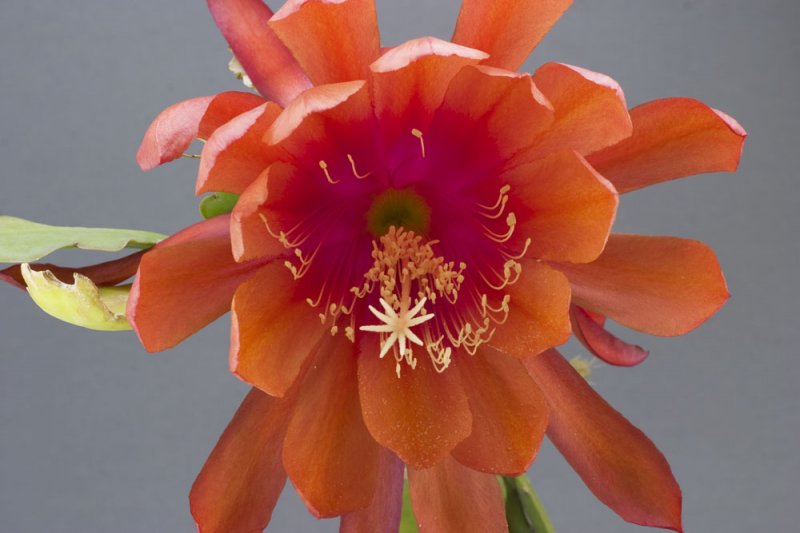 Epiphyllum 'Dreamland'-1.jpg