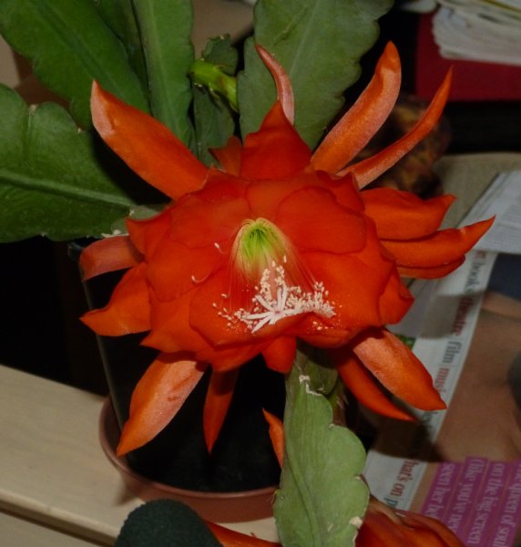 Epiphyllum Hill House.JPG