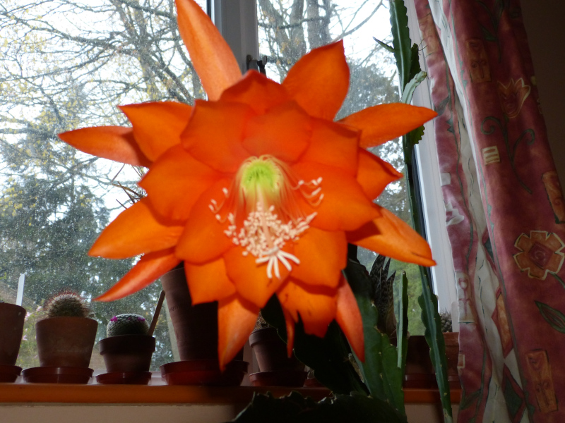 Epiphyllum hybrid.JPG