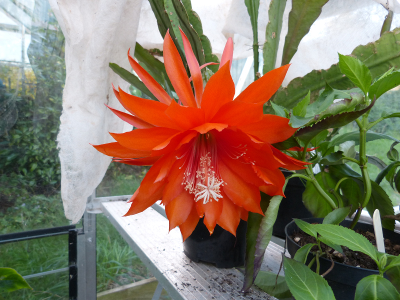 Epiphyllum hybrid.JPG