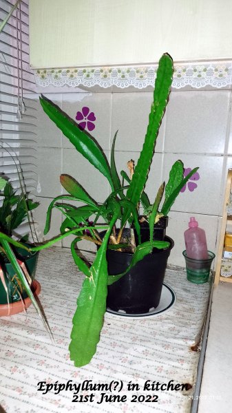 Epiphyllum in kitchen 21st June 2022.jpg