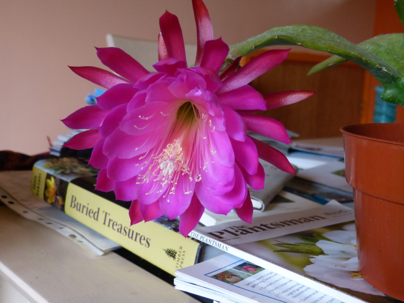 Epiphyllum Indian Fox.JPG