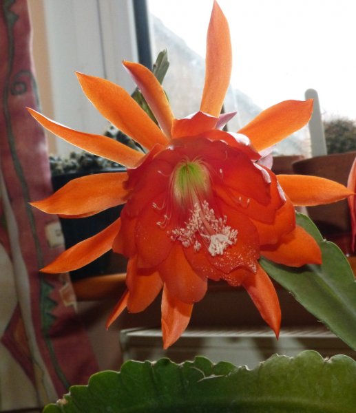 Epiphyllum.JPG