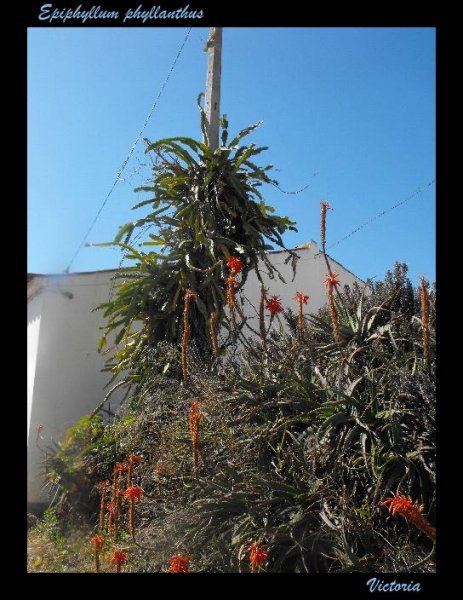 Epiphyllum phyllanthus1 22 Feb 12.JPG