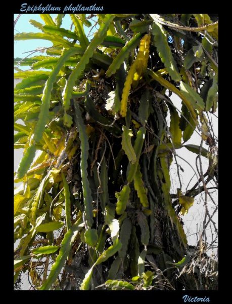 Epiphyllum phyllanthus2 22 Feb 12.JPG