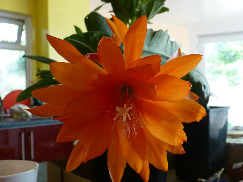 Epiphyllun hybrid.JPG