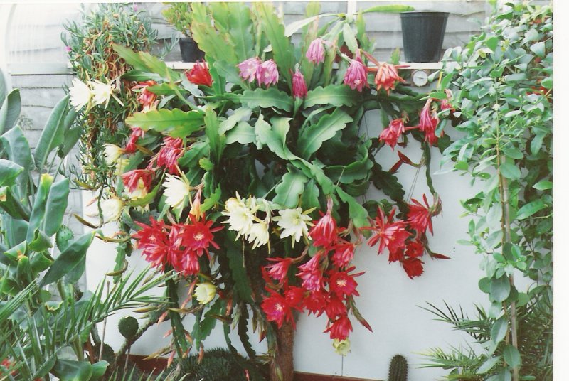 Epyphyillium 90 @ 1.JPG