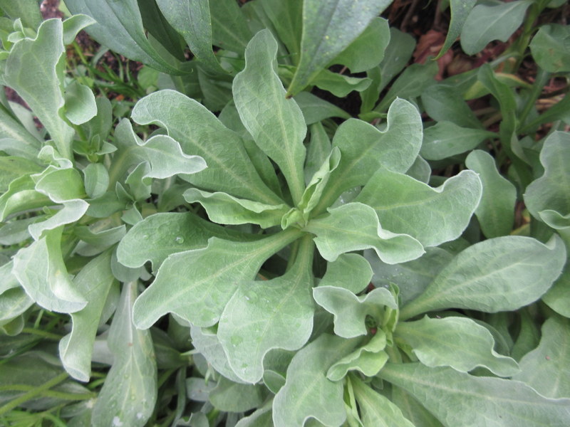 ERIGERON  GLAUCUS  SEA  BREEZE 26-07-2019 10-35-39.JPG