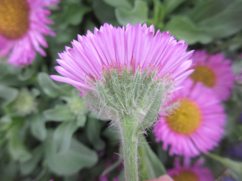 ERIGERON  GLAUCUS  SEA  BREEZE 26-07-2019 10-36-18.JPG