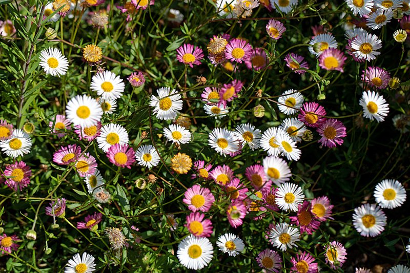Erigeron-k-2.jpg